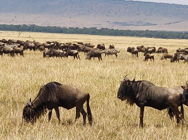 Masai Mara National Reserve